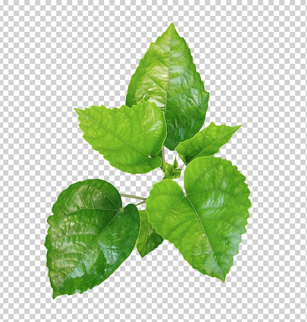 Une Plante à Fleurs Roses Et à Feuilles Vertes D'hibiscus Hawaïen Rose De Chine