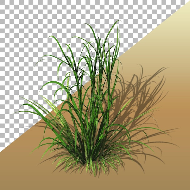 PSD plante d'herbe de blé sur fond transparent