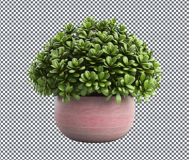 Plante d'intérieur décorative aérée et charmante isolée sur un fond transparent