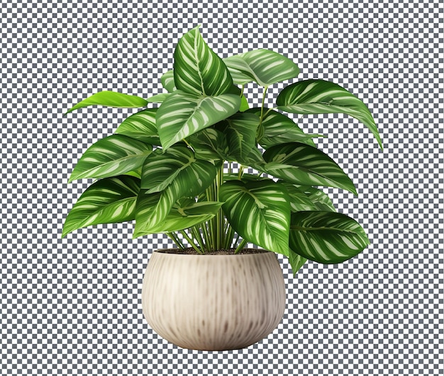 Plante d'intérieur décorative fraîche et aérée isolée sur un fond transparent