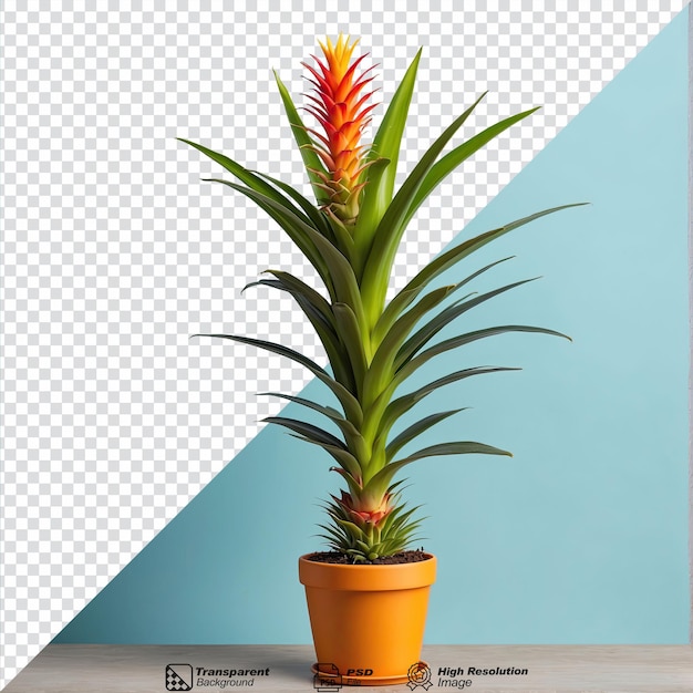 PSD plante d'intérieur guzmania isolée en pot sur un fond transparent