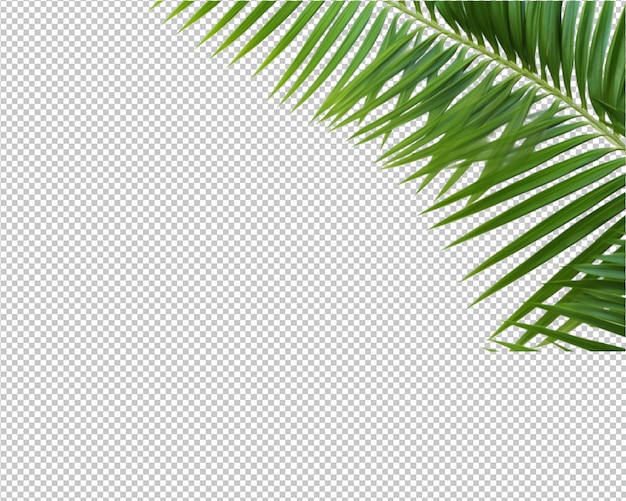 plante isolée et feuilles tropicales sur fond transparent