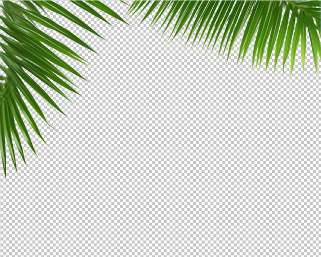 plante isolée et feuilles tropicales sur fond transparent