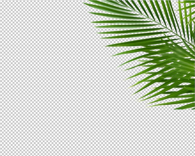 plante isolée et feuilles tropicales sur fond transparent