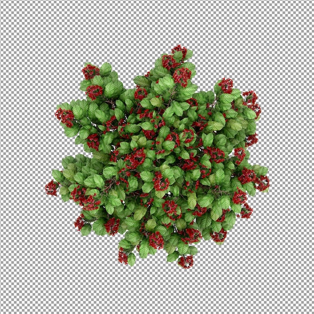 Plante Isolée En Rendu 3d