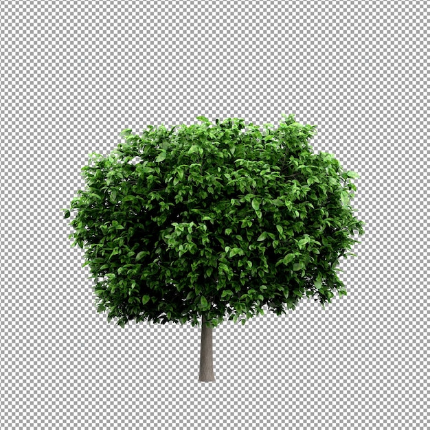 PSD plante isolée en rendu 3d