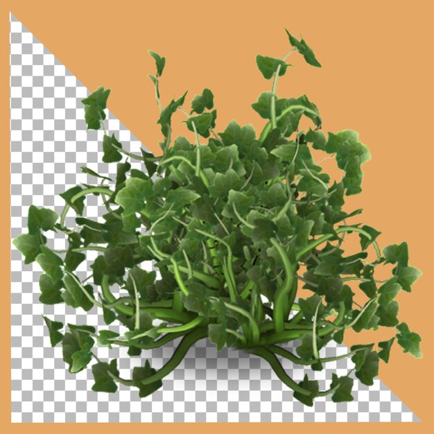 PSD plante de lierre 3d isolée avec transparence