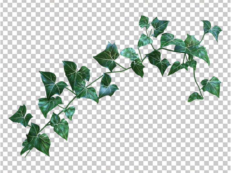 Plante de lierre sur un fond transparent pour des dessins botaniques, des visuels de plantes d'intérieur ou des présentations liées à la verdure