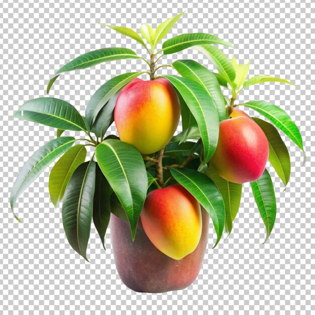 PSD une plante de mangue sur un fond transparent