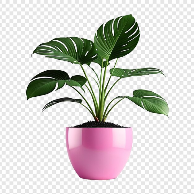 Plante De Monstera Dans Un Pot Isolée Sur Un Fond Transparent