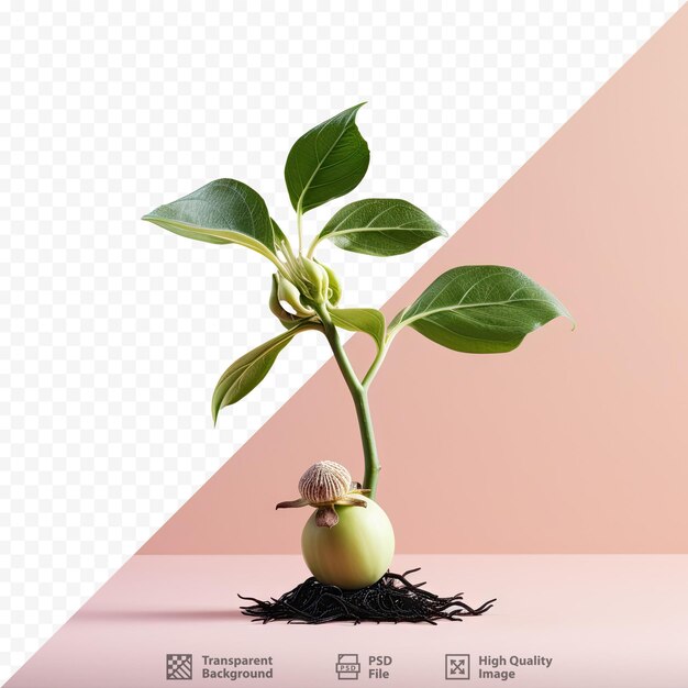 PSD une plante avec une plante dessus et l'image d'une plante dessus.