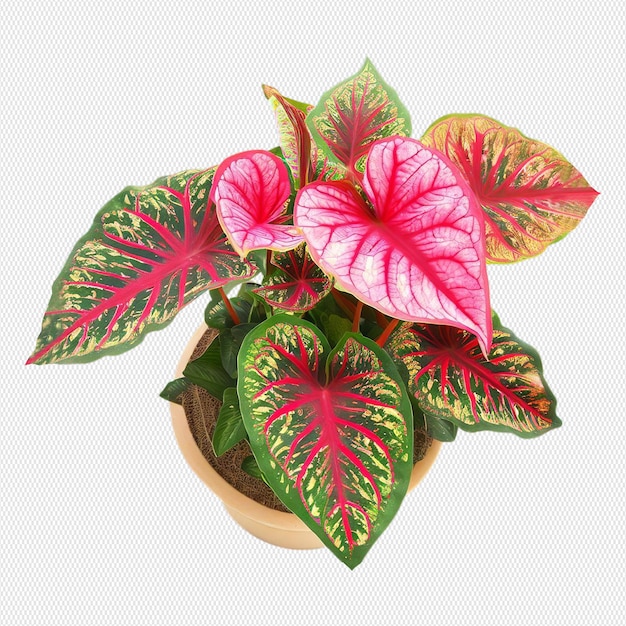 Plante Png