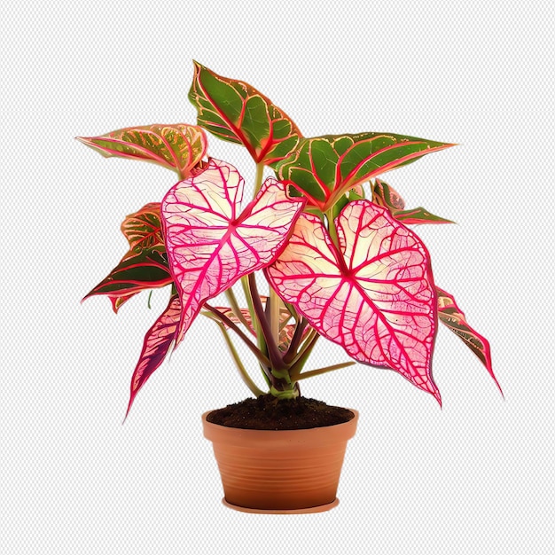 PSD plante png