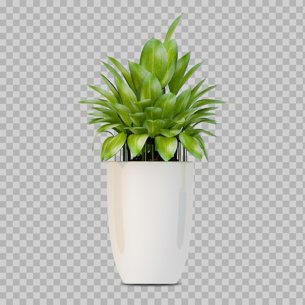 Plante En Pot Blanc En Rendu 3d Isolé