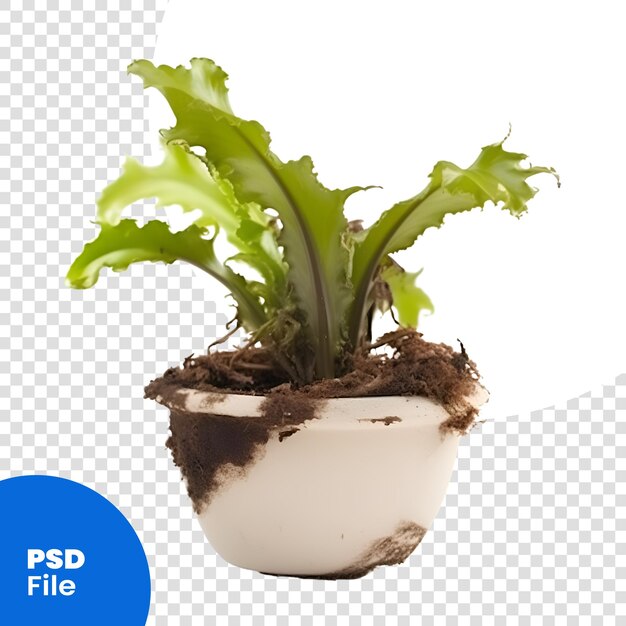 PSD plante en pot isolée sur fond blanc. tracé de détourage inclus modèle psd