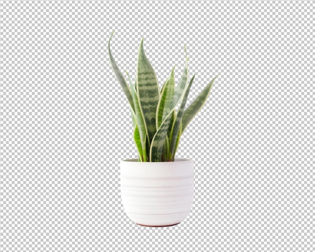 plante en pot isolée et plante d'intérieur décorée sur fond transparent