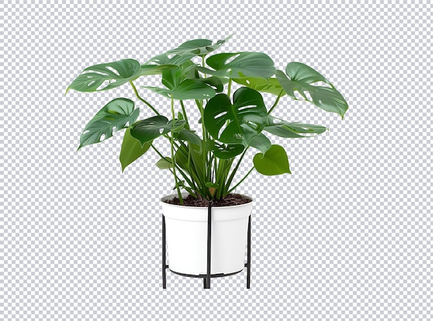 une plante avec un pot vert
