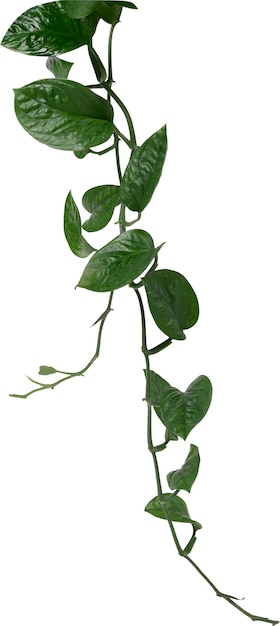 Plante de Pothos suspendue