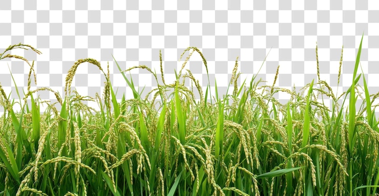 PSD plante de riz de png plantes de la nature vert