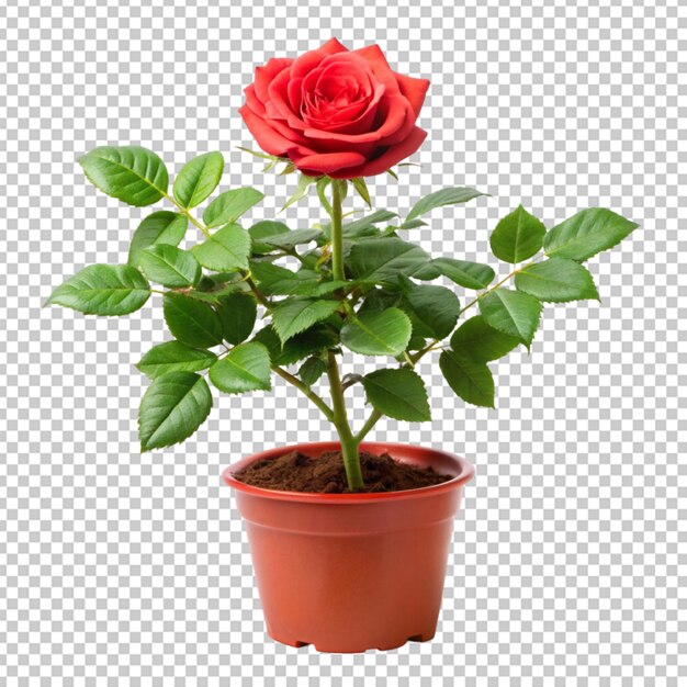 PSD plante de rose sur un fond transparent