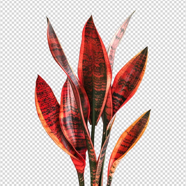 PSD plante de serpent isolée sur un fond transparent png