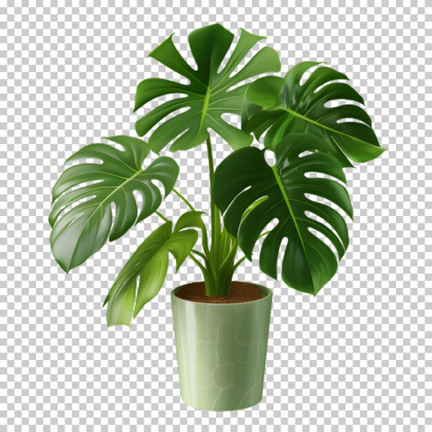 PSD plante tropicale dans un pot isolée sur un fond transparent