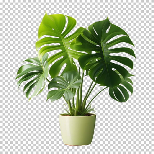 PSD plante tropicale dans un pot isolée sur un fond transparent