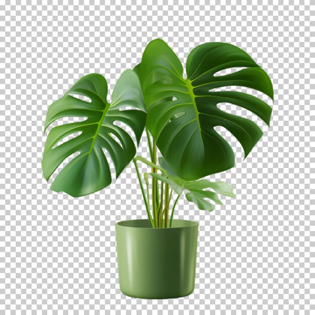 PSD plante tropicale dans un pot isolée sur un fond transparent