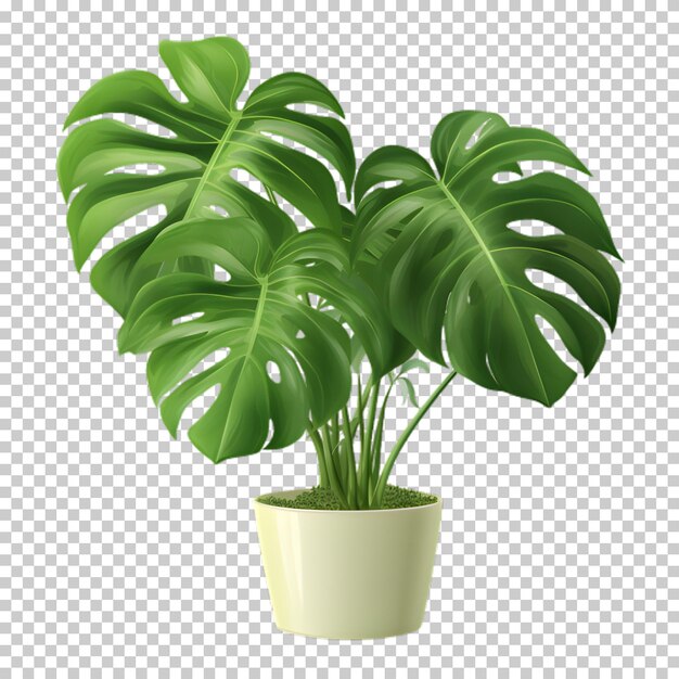 PSD plante tropicale dans un pot isolée sur un fond transparent