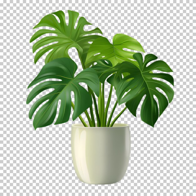 PSD plante tropicale dans un pot isolée sur un fond transparent