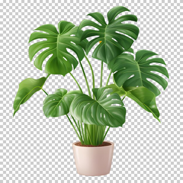 PSD plante tropicale dans un pot isolée sur un fond transparent