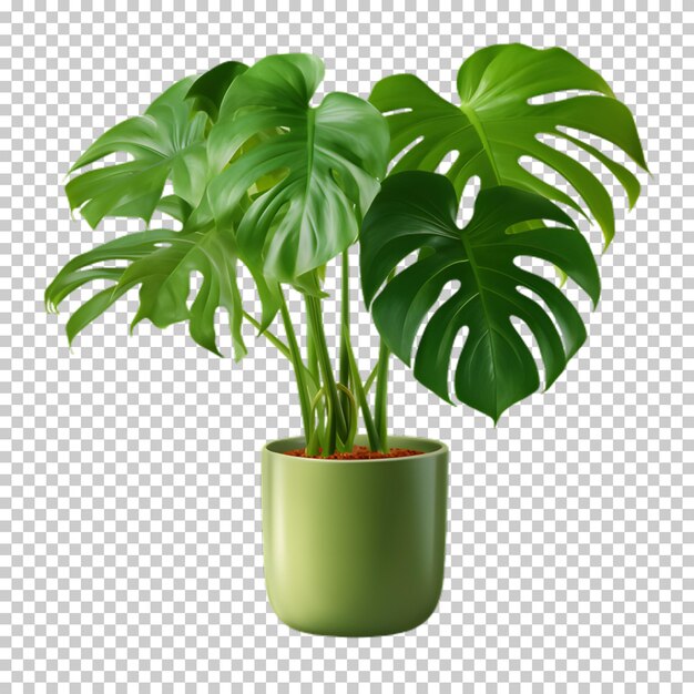 PSD plante tropicale dans un pot isolée sur un fond transparent