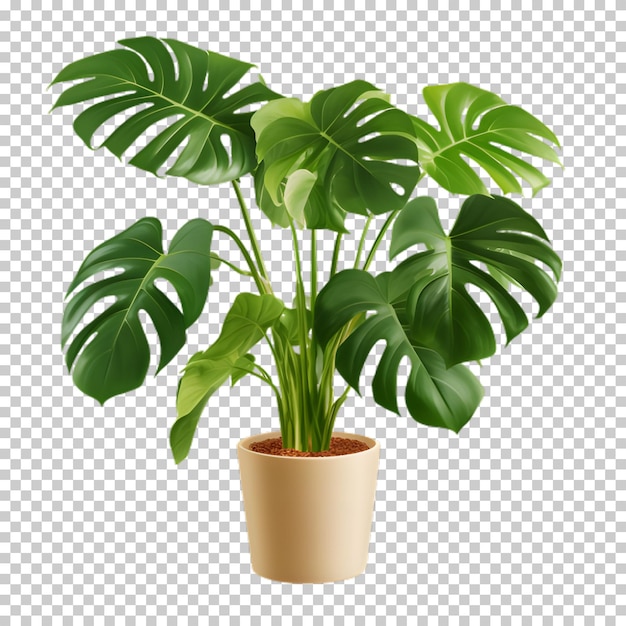 PSD plante tropicale dans un pot isolée sur un fond transparent