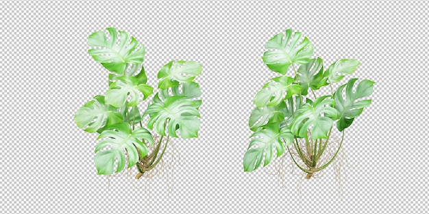 PSD plante tropicale isolée et arbre sur fond transparent