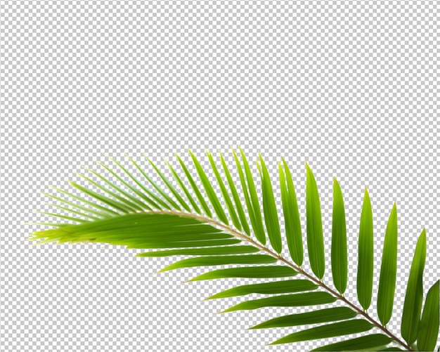 plante tropicale isolée et arbre sur fond transparent