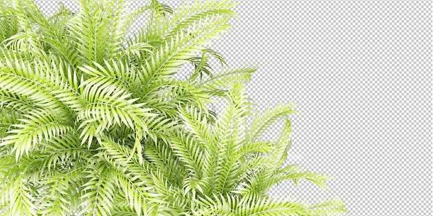 plante tropicale isolée et arbre sur fond transparent