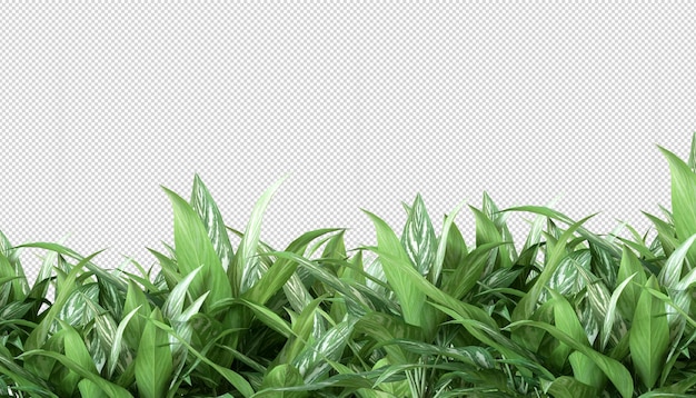 Plante tropicale en rendu 3d isolé