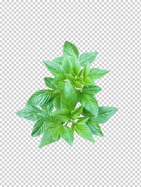 PSD plante verte avec des feuilles sur fond blanc feuilles vertes plante à feuilles vertes arbre nature écologique