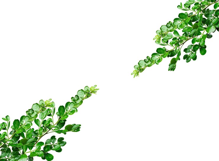 PSD une plante verte avec des feuilles vertes sur un fond blanc