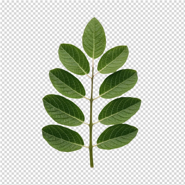 PSD une plante verte avec des feuilles vertes sur un fond transparent