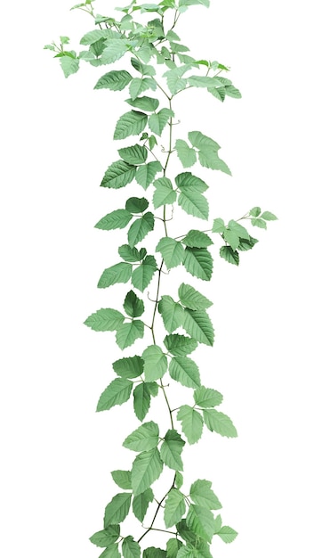 une plante verte avec des feuilles de vigne feuilles de lierre verte sur png une vigne qui pousse sur un mur avec des feuills