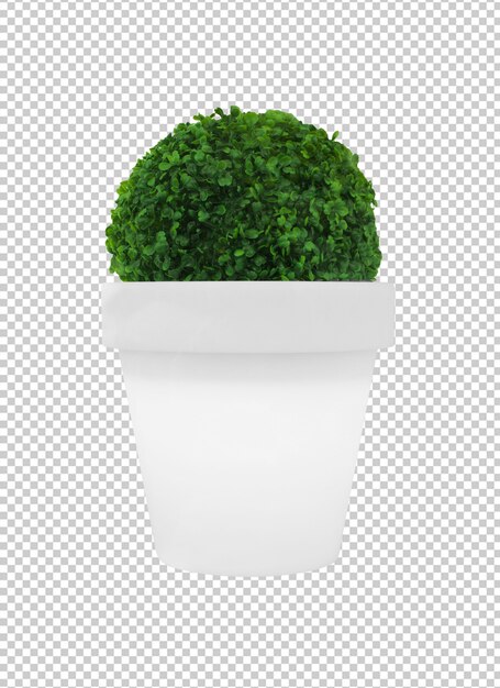 Plante Verte Sur Un Pot De Fleur Blanche Isolé Sur Fond Blanc