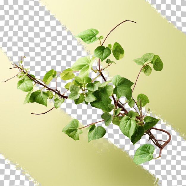 PSD une plante de vigne grimpante isolée sur un fond transparent avec un chemin de détourage