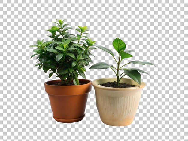 Une Plante De Zamioculcas Dans Un Pot D'argile Vieilli Est Isolée Sur Un Fond Transparent