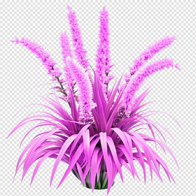 Des plantes araignées sur un fond transparent PNG