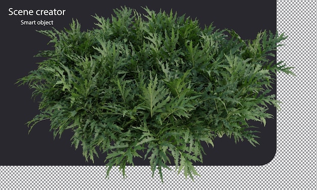 Plantes D'artichaut Clipping Path Plantes D'artichaut Vert Isolées