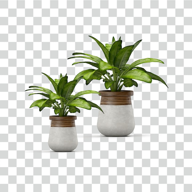 plantes sur un fond transparent avec un fond blanc