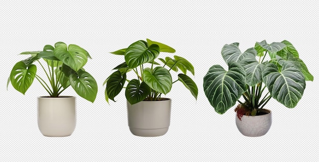 PSD plantes d'intérieur png