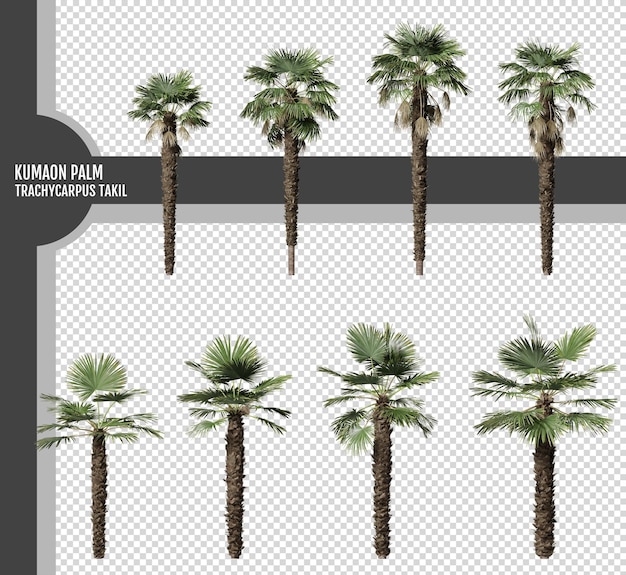 PSD plantes de palmier kumaon ou de trachycarpus takil isolées sur un fond transparent