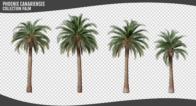 Plantes de palmier Phoenix canariensis isolées sur un fond transparent